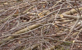 TWIGS and BRANCHES